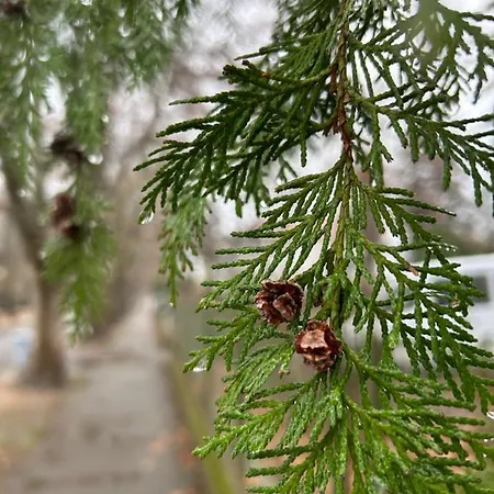 Дом отдыха Hide