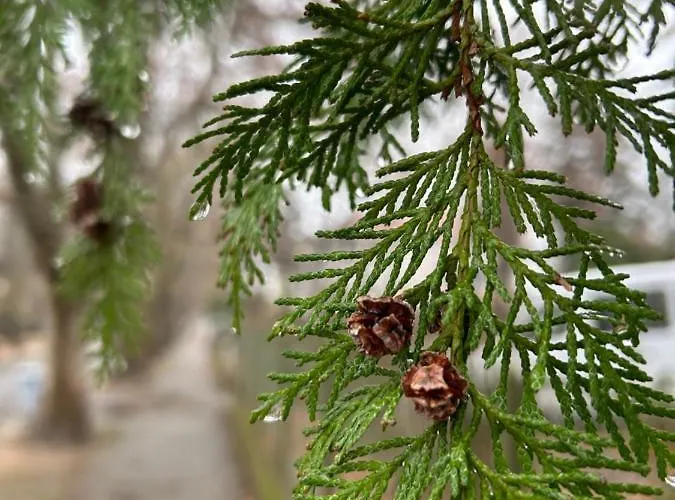 Casa de Férias Hide