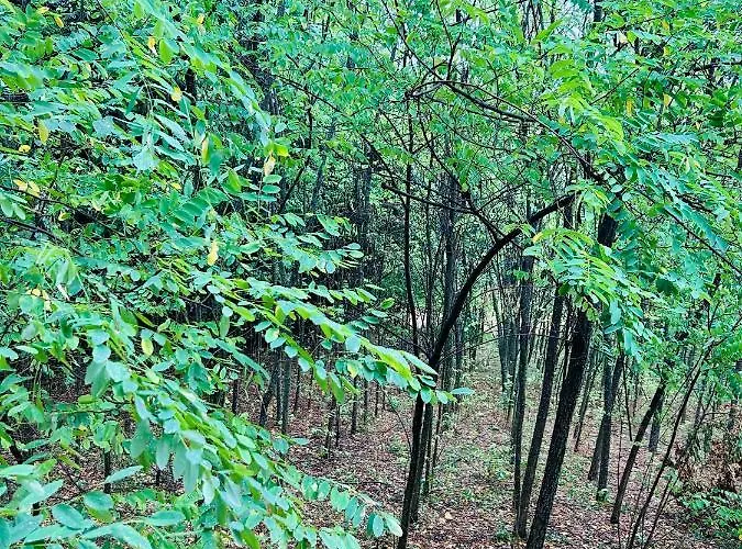 Casa de Férias Hide